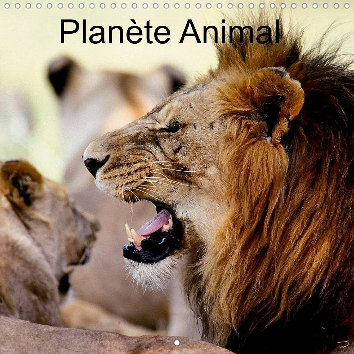 Planète Animal (Calendrier mural 2022 300 × 300 mm Square): Sachons préserver la faune de cette richesse naturelle de beauté qu'elle nous offre. (Calendrier mensuel, 14 Pages ) Leisure, Home & Garden