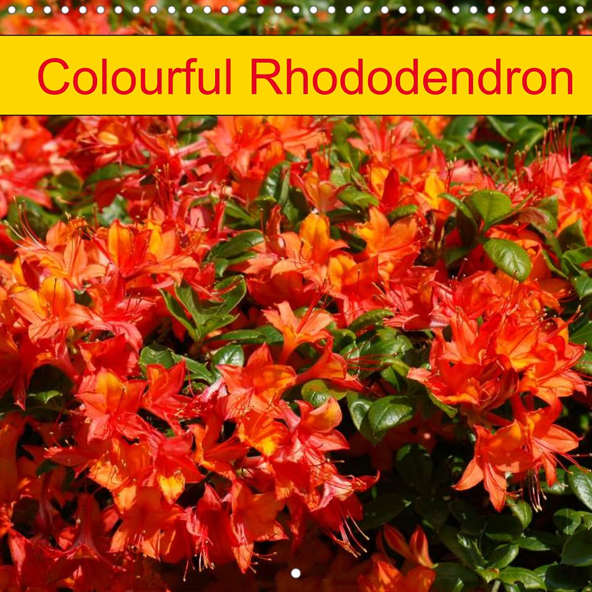 Colourful Rhododendron (Wall Calendar 2022 300 × 300 mm Square): Beautiful rhodendrons in park and garden (Monthly calendar, 14 pages ) Leisure, Home & Garden