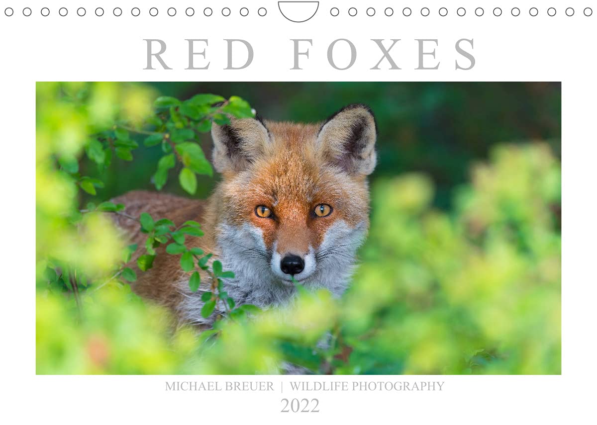 Red Foxes 2022 (Wall Calendar 2022 DIN A4 Landscape): Beautiful photos of the sly wild animals (Monthly calendar, 14 pages ) Leisure, Home & Garden