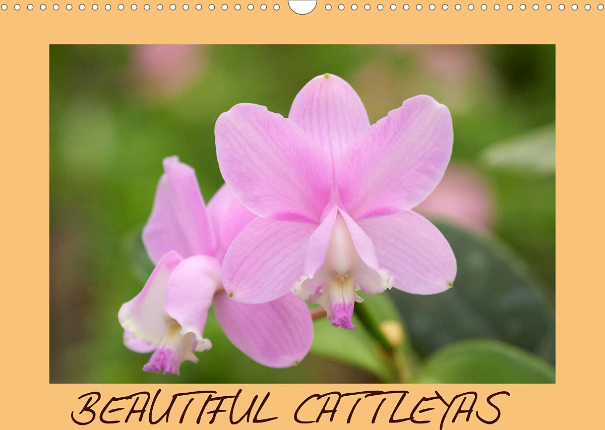 BEAUTIFUL CATTLEYAS (Wall Calendar 2022 DIN A3 Landscape): The fascination of excellent Cattleyas (Monthly calendar, 14 pages ) Leisure, Home & Garden