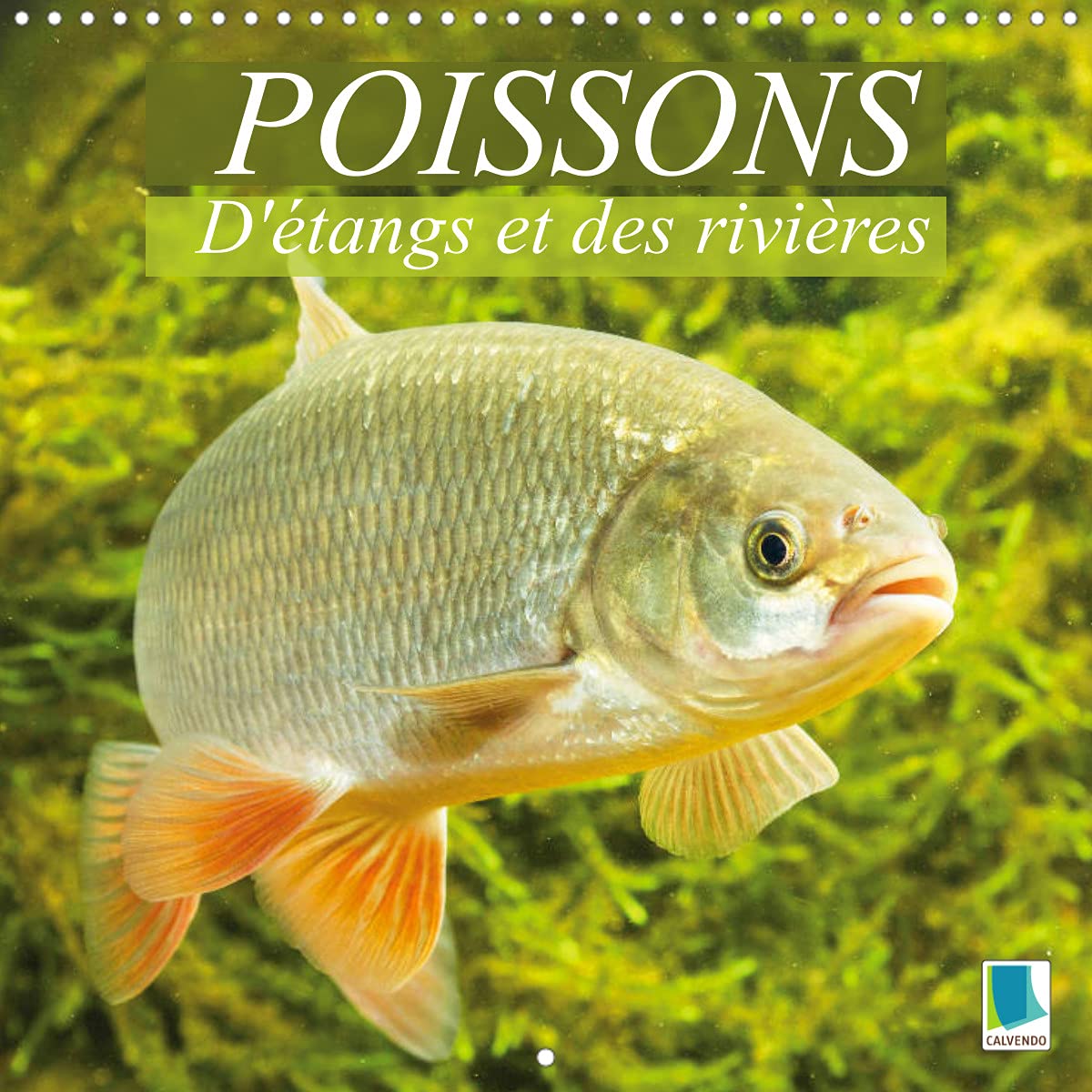 Poissons : d'étangs et des rivières (Calendrier mural 2022 300 × 300 mm Square): rises de vues sous-marines grandioses de poissons qui évoluent dans nos eaux (Calendrier mensuel, 14 Pages ) Leisure & Fun