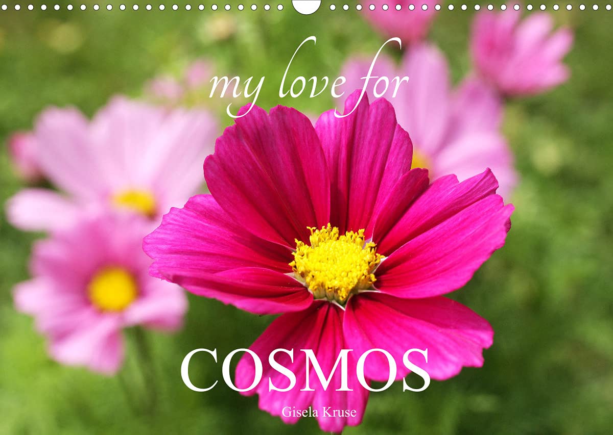 My Love for Cosmos (Wall Calendar 2022 DIN A3 Landscape): Beautiful cosmeas in the garden (Monthly calendar, 14 pages ) Leisure, Home & Garden