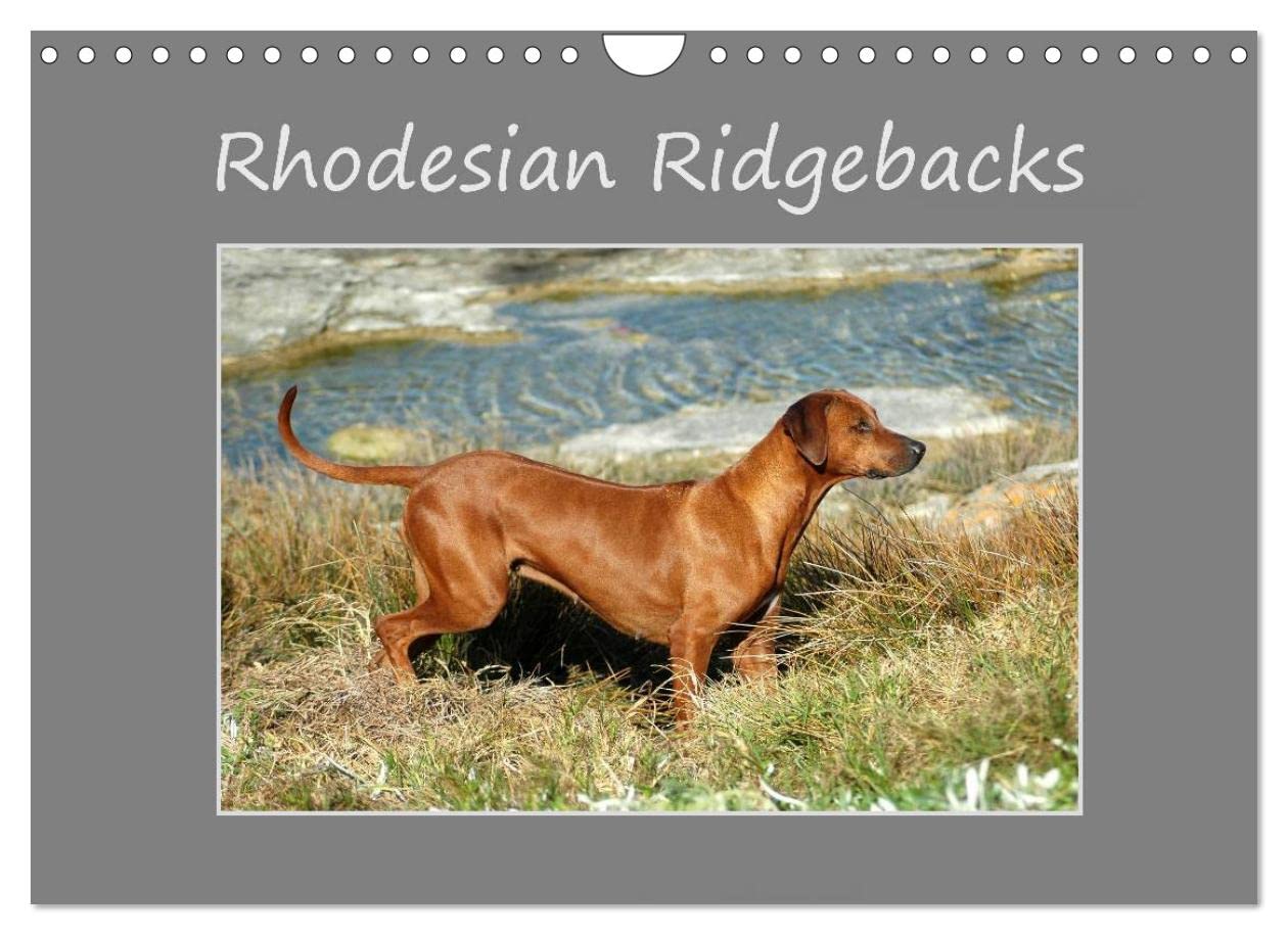 Rhodesian Ridgebacks (Wall Calendar 2023 DIN A4 Landscape): High-quality photo calendar of Rhodesian Ridgebacks in their natural environment in South ... of the breed. (Monthly calendar, 14 pages ) Computer Science