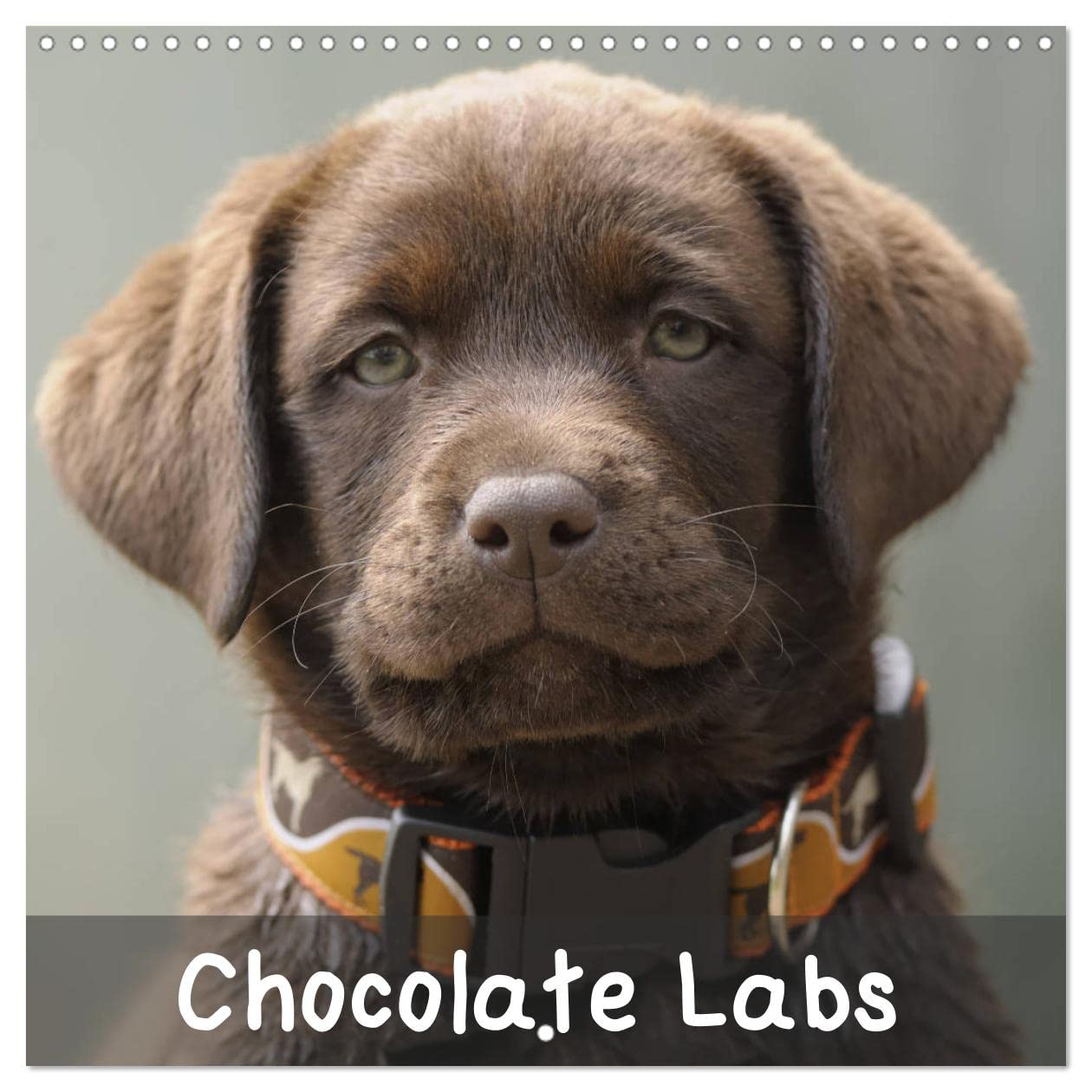 Chocolate Labs (Wall Calendar 2023 300 × 300 mm Square): Sweet chocolate Labrador Retriever (Monthly calendar, 14 pages ) Natural Sciences