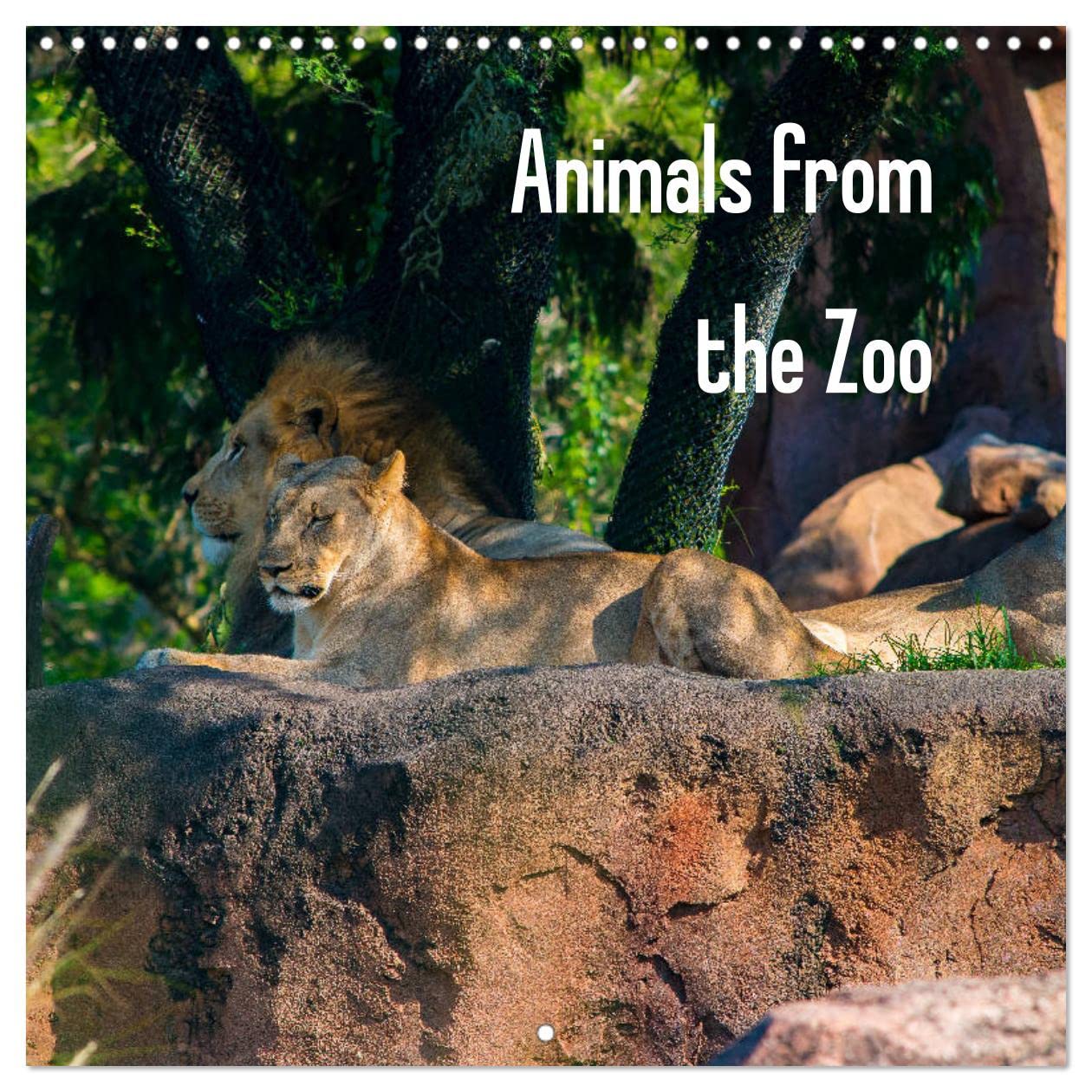 Animals from the Zoo (Wall Calendar 2023 300 × 300 mm Square): Collection of animals often found in a zoo. (Monthly calendar, 14 pages ) Natural Sciences