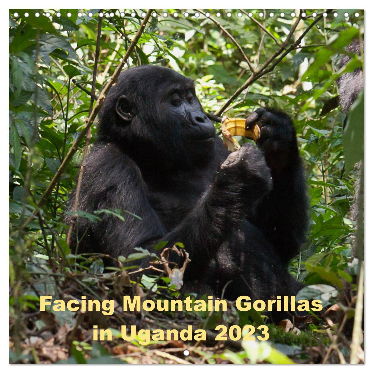 Facing Mountain Gorillas in Uganda (Wall Calendar 2023 300 × 300 mm Square): Trekking to the Habinyanja gorilla family in Biwindi Uganda (Monthly calendar, 14 pages ) Film, Art & Culture