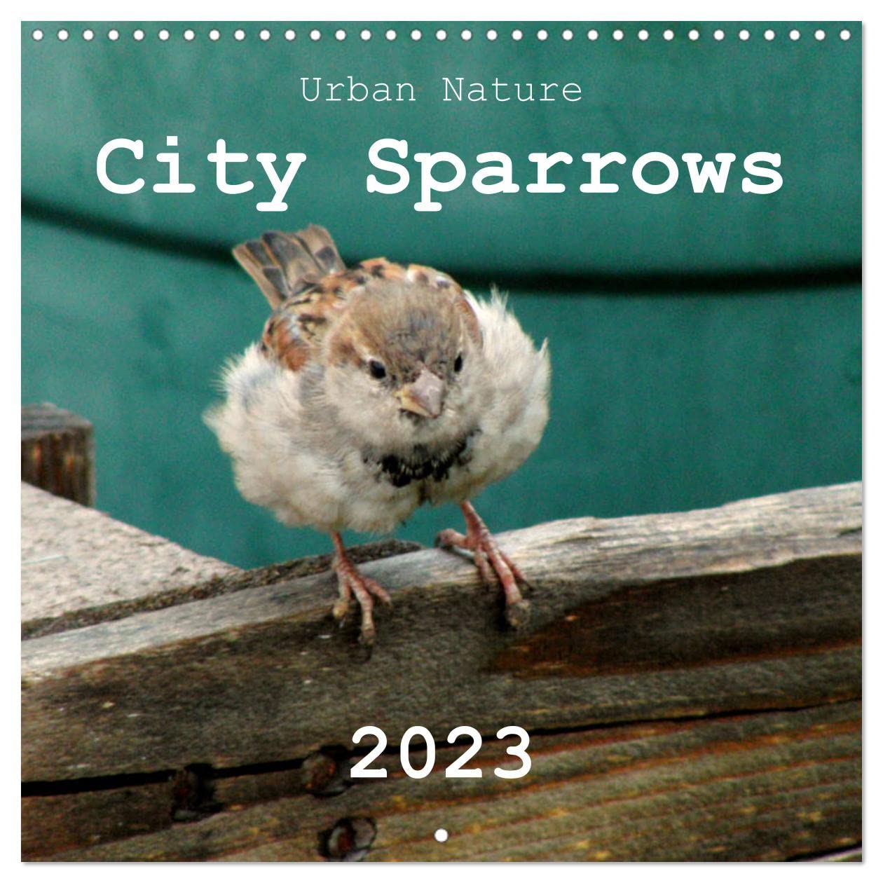 City Sparrows (Wall Calendar 2023 300 × 300 mm Square): Sparrows in urban environment (Monthly calendar, 14 pages ) Leisure, Home & Garden