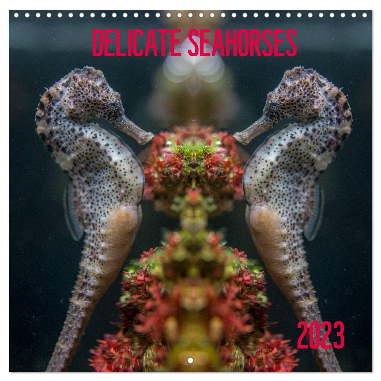 Delicate seahorses (Wall Calendar 2023 300 × 300 mm Square): Seahorses, usually hard to spot under water, in all their grace. (Monthly calendar, 14 pages ) Natural Sciences
