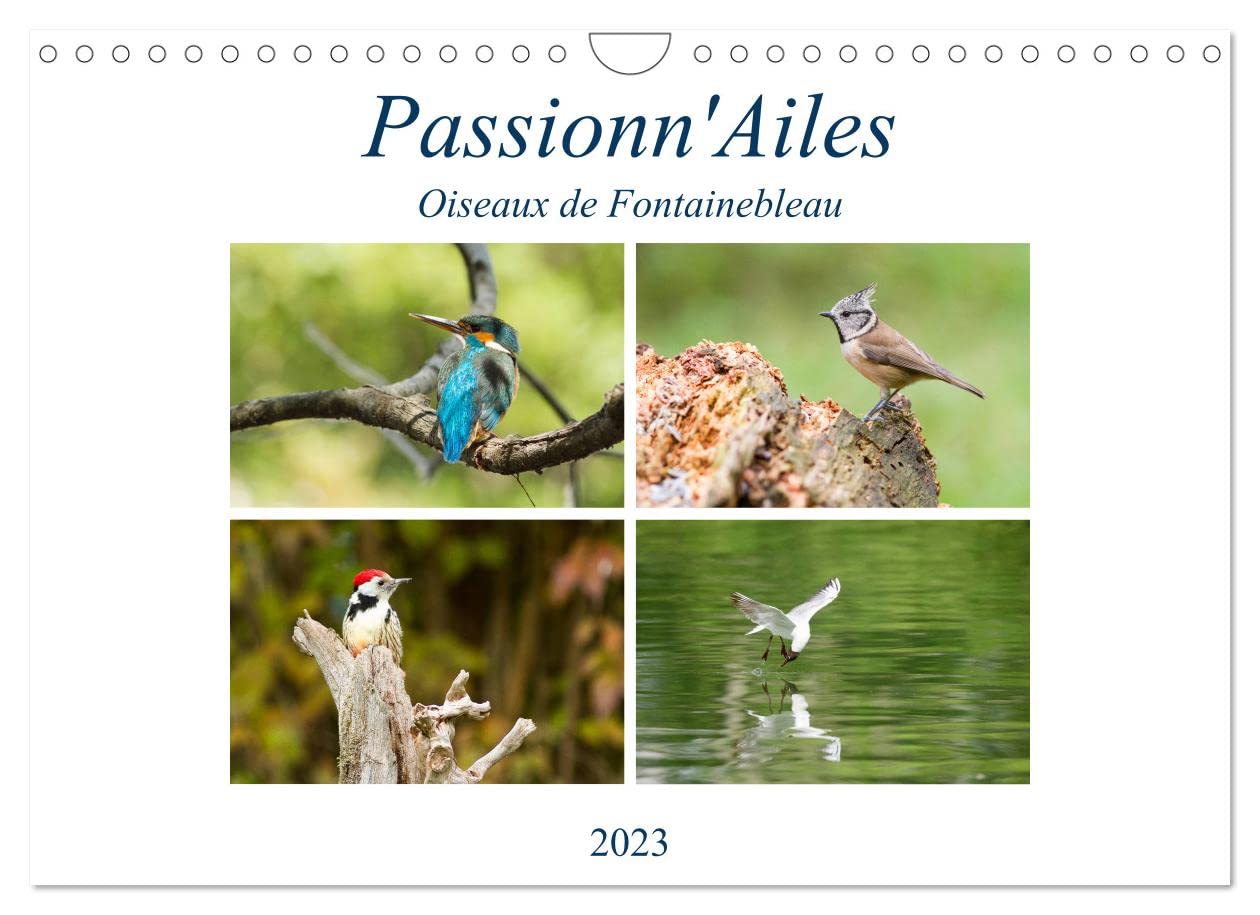 Passionn'Ailes (Calendrier mural 2023 DIN A4 horizontal): 12 belles photos d'oiseaux des bois et marais à découvrir chaque mois (Calendrier mensuel, 14 Pages ) Leisure, Home & Garden