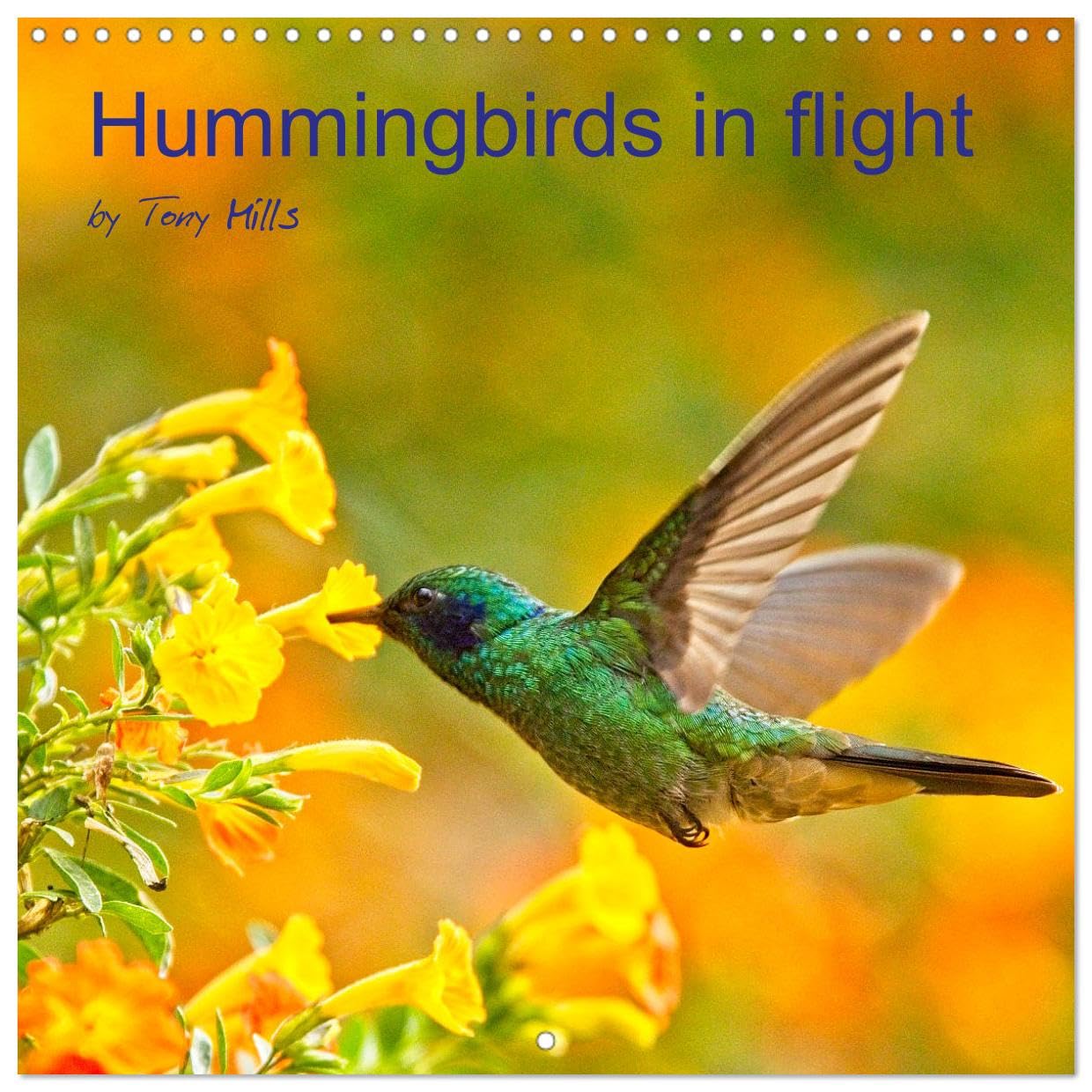 Hummingbirds in flight (Wandkalender 2024 30x30 cm 30x60 cm geöffnet) CALVENDO Broschürenkalender mit Monatskalendarium zum Eintragen Books