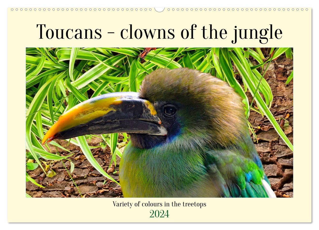 Toucans - clowns of the jungle (Wandkalender 2024 DIN A2 quer), CALVENDO Monatskalender Books