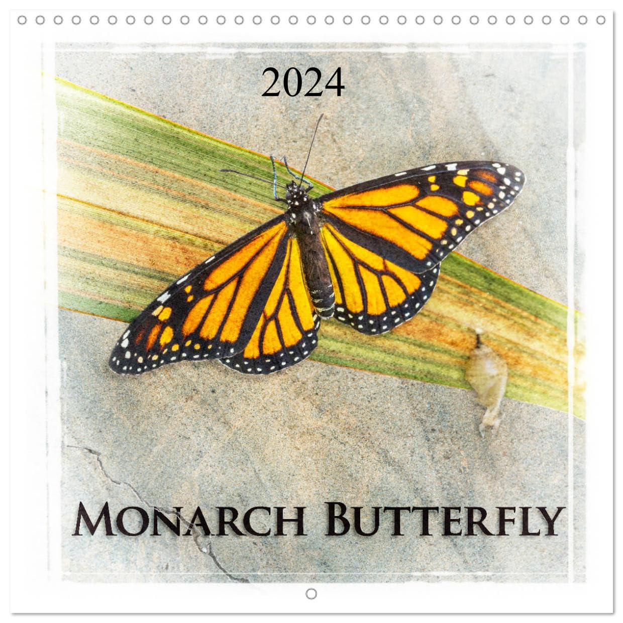 Monarch Butterfly (Wandkalender 2024 30x30 cm 30x60 cm geöffnet) CALVENDO Broschürenkalender mit Monatskalendarium zum Eintragen Books