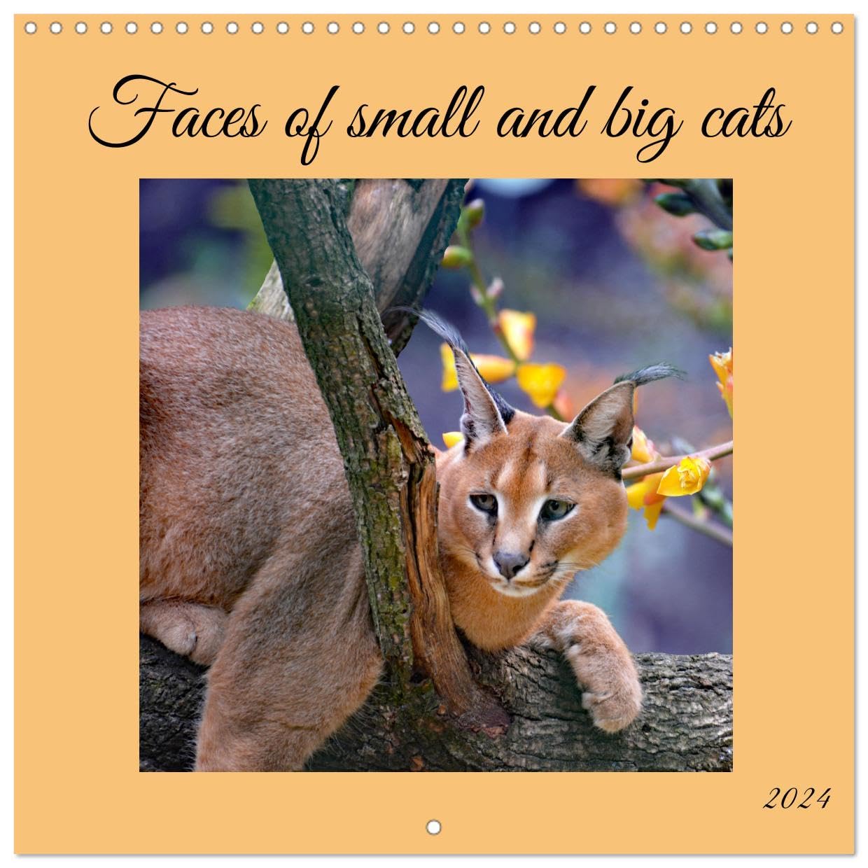 Faces of small and big cats (Wandkalender 2024 30x30 cm 30x60 cm geöffnet) CALVENDO Broschürenkalender mit Monatskalendarium zum Eintragen Books