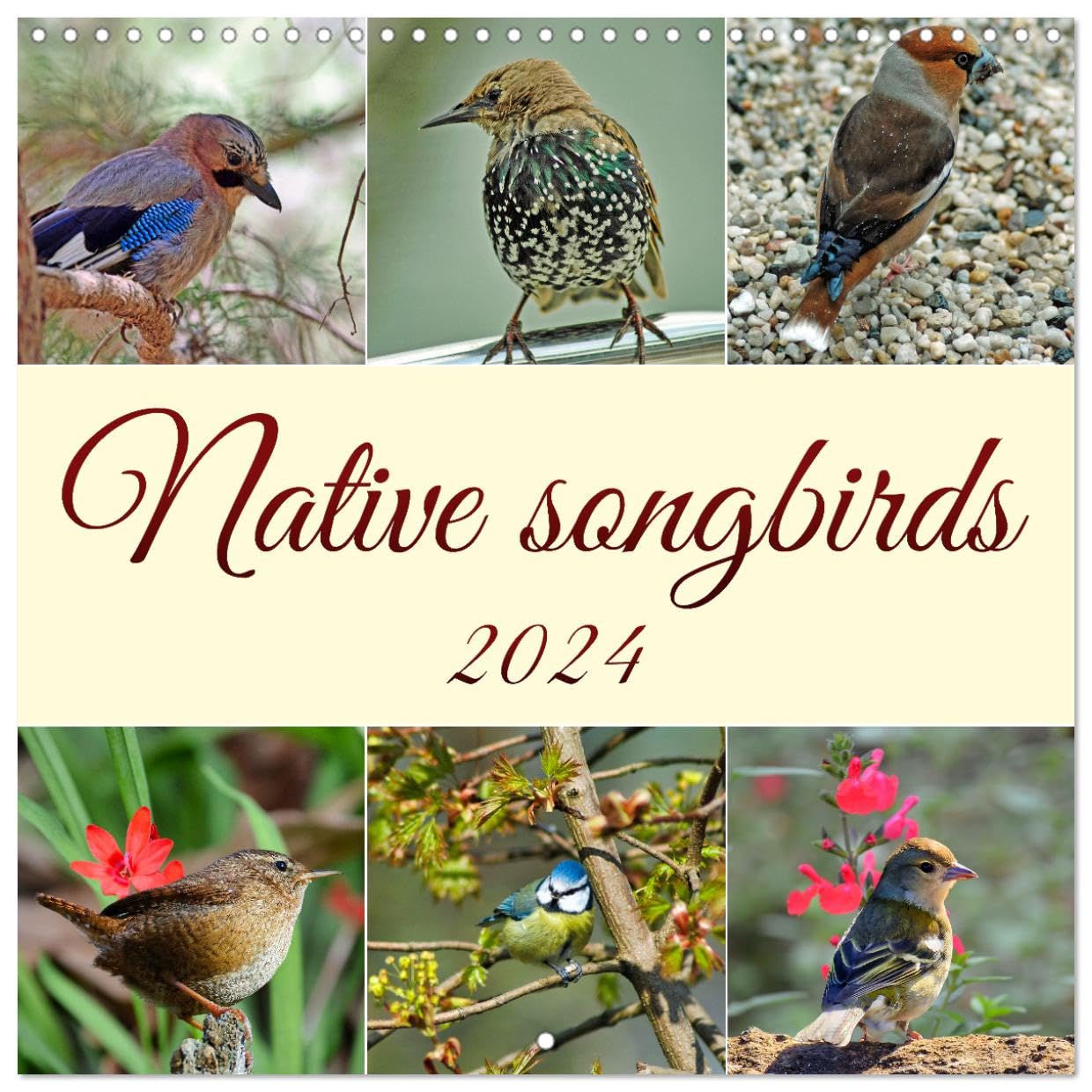 Native songbirds (Wandkalender 2024 30x30 cm 30x60 cm geöffnet) CALVENDO Broschürenkalender mit Monatskalendarium zum Eintragen Books