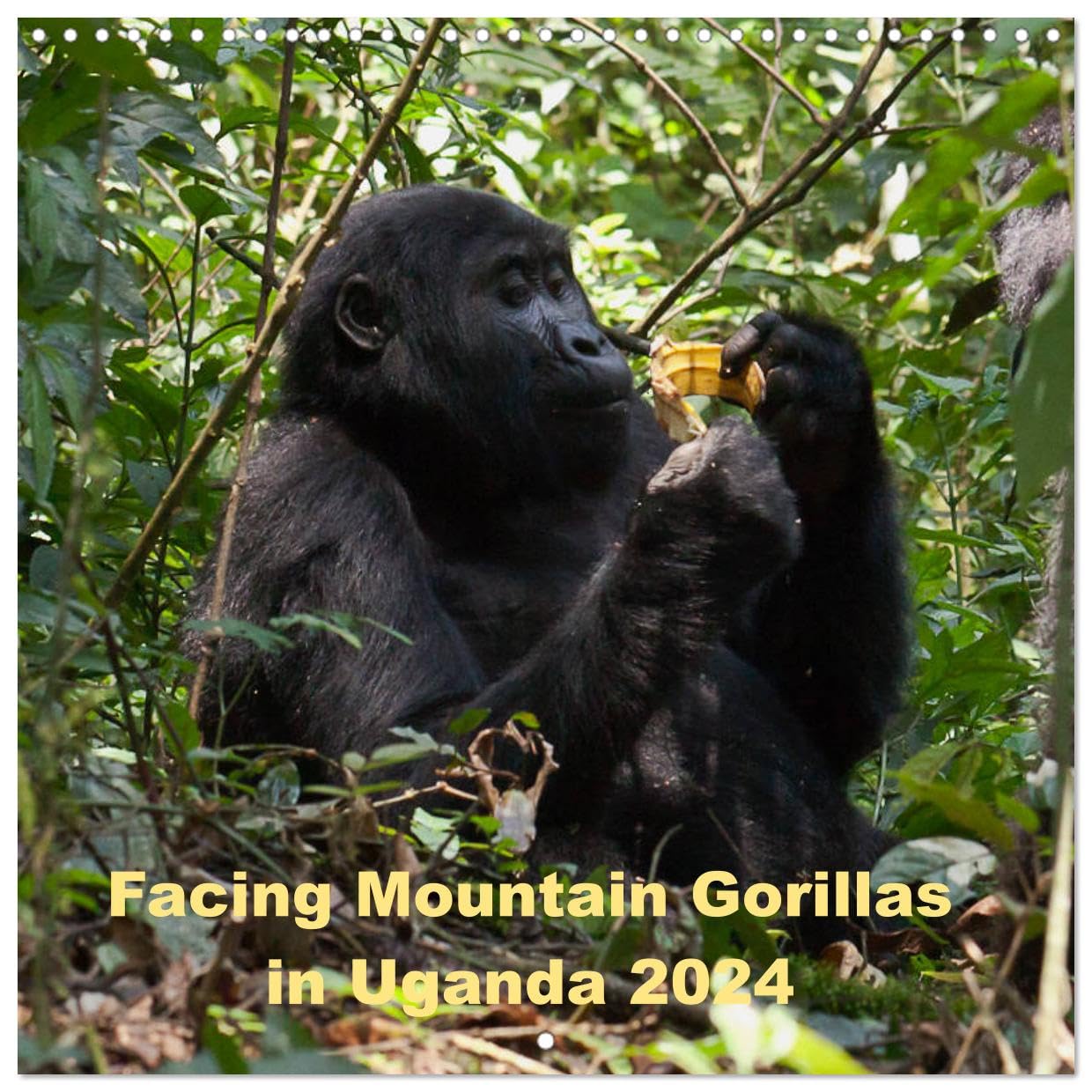 Facing Mountain Gorillas in Uganda (Wandkalender 2024 30x30 cm 30x60 cm geöffnet) CALVENDO Broschürenkalender mit Monatskalendarium zum Eintragen Books