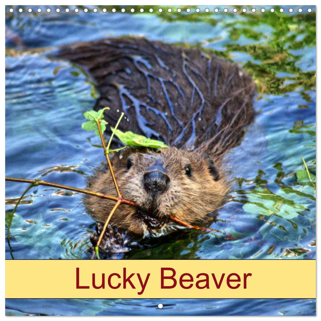 Lucky Beaver (Wandkalender 2024 30x30 cm 30x60 cm geöffnet) CALVENDO Broschürenkalender mit Monatskalendarium zum Eintragen Books