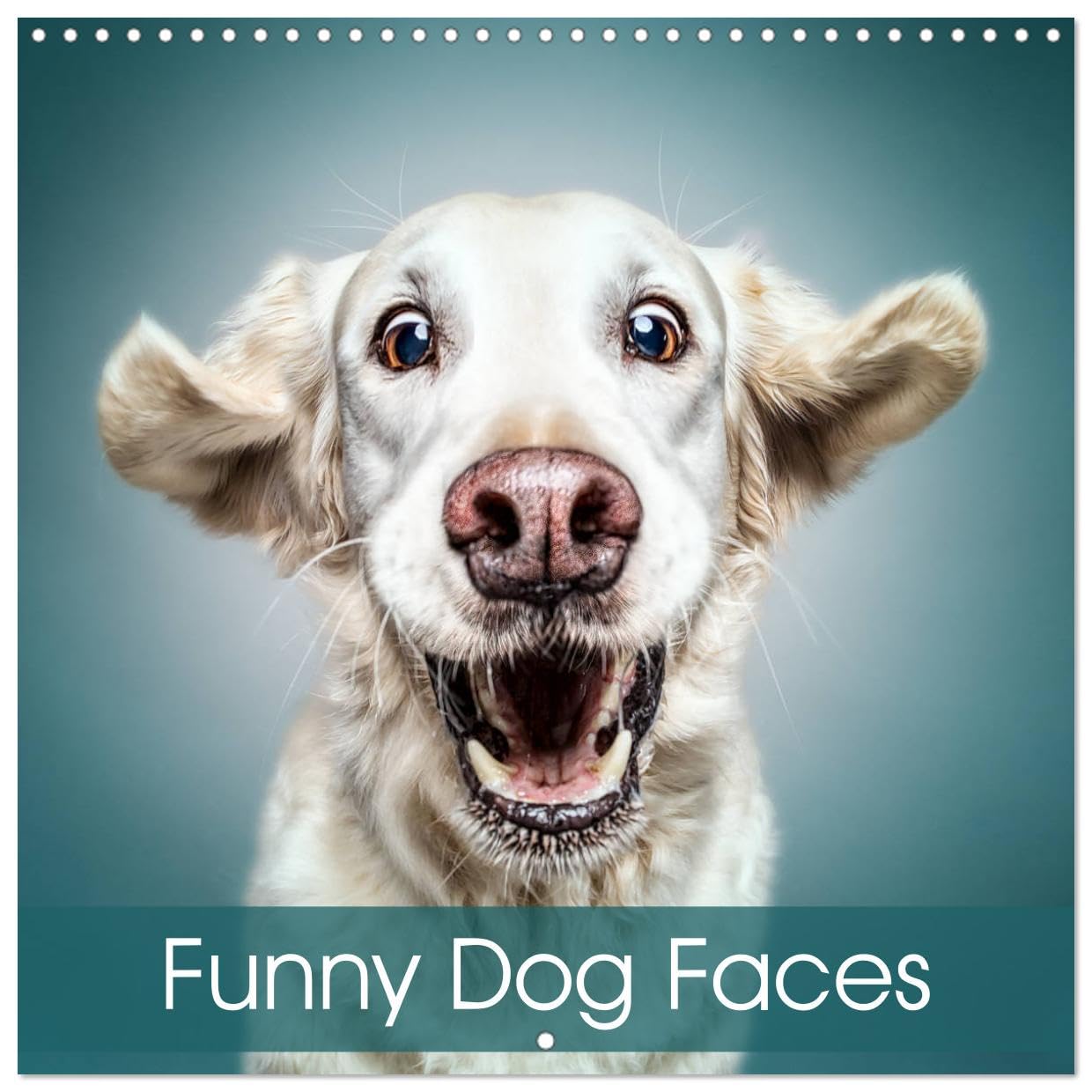 Funny Dog Faces (Wandkalender 2024 30x30 cm 30x60 cm geöffnet) CALVENDO Broschürenkalender mit Monatskalendarium zum Eintragen Calendars