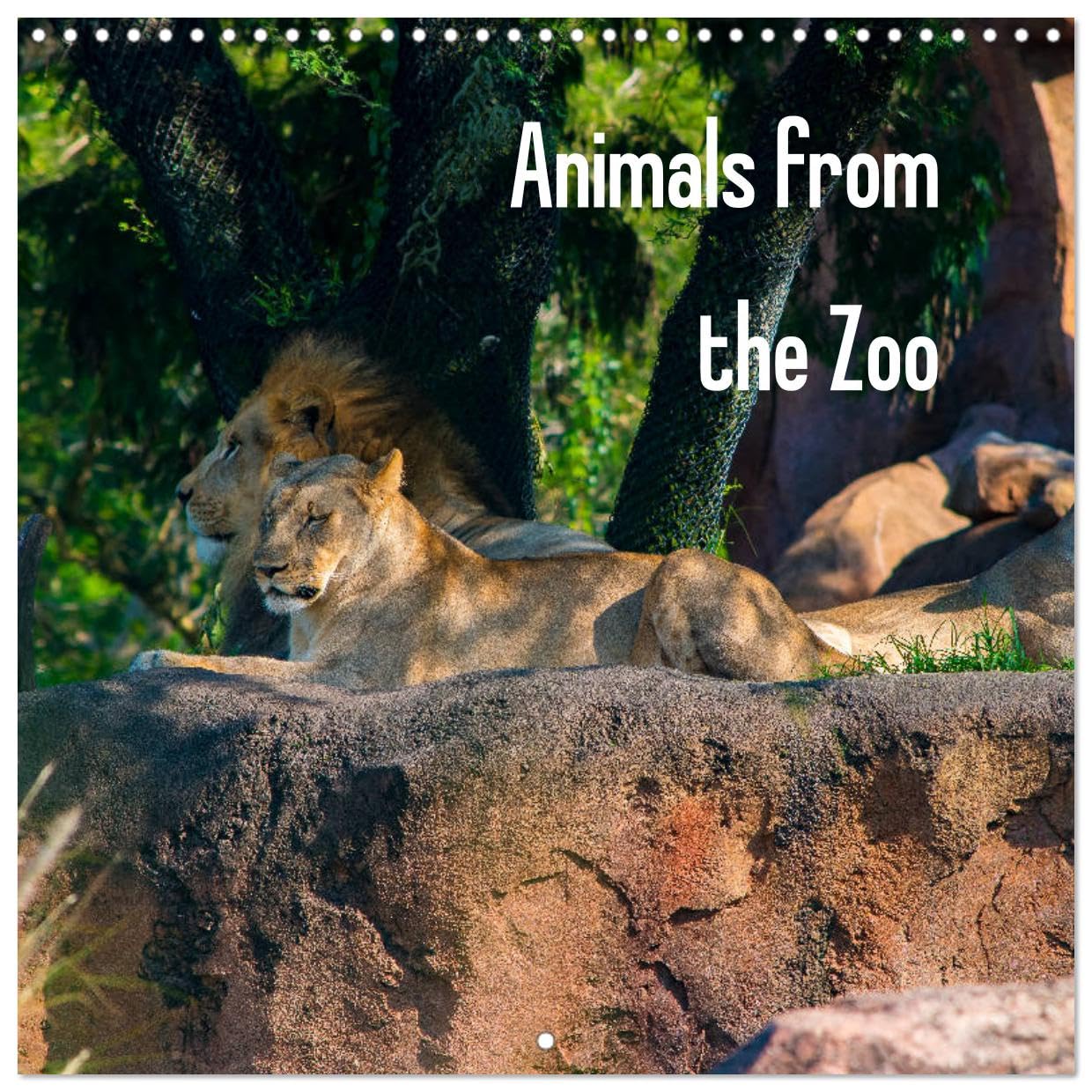 Animals from the Zoo (Wandkalender 2024 30x30 cm 30x60 cm geöffnet) CALVENDO Broschürenkalender mit Monatskalendarium zum Eintragen Books