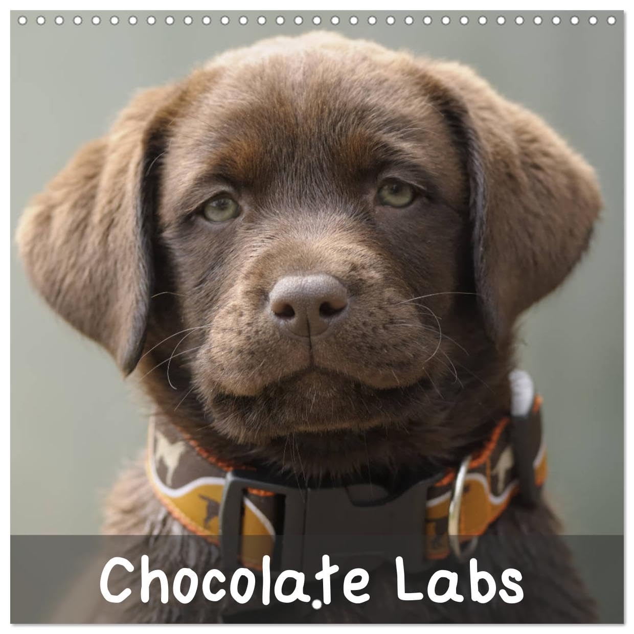 Chocolate Labs (Wandkalender 2024 30x30 cm 30x60 cm geöffnet) CALVENDO Broschürenkalender mit Monatskalendarium zum Eintragen Books