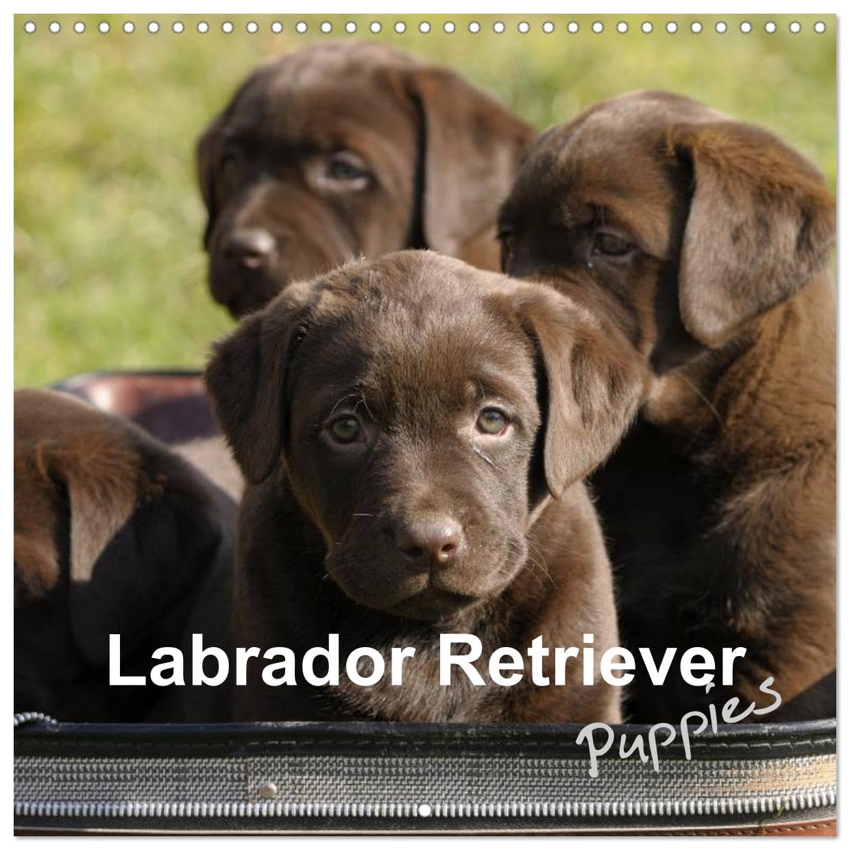 Labrador Retriever Puppies (Wandkalender 2024 30x30 cm 30x60 cm geöffnet) CALVENDO Broschürenkalender mit Monatskalendarium zum Eintragen Books