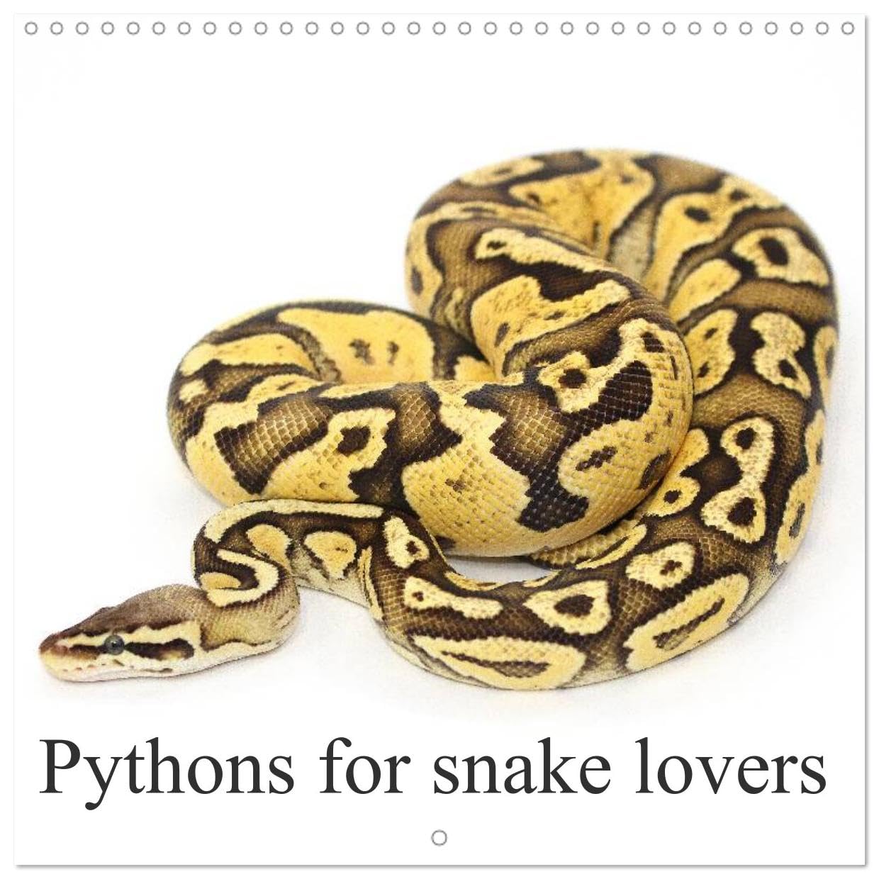 Pythons for snake lovers (Wandkalender 2024 30x30 cm 30x60 cm geöffnet) CALVENDO Broschürenkalender mit Monatskalendarium zum Eintragen Books