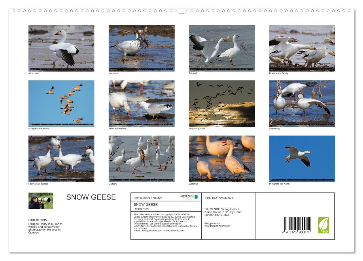 SNOW GEESE (hochwertiger Premium Wandkalender 2025 DIN A2 quer), Kunstdruck in Hochglanz Books