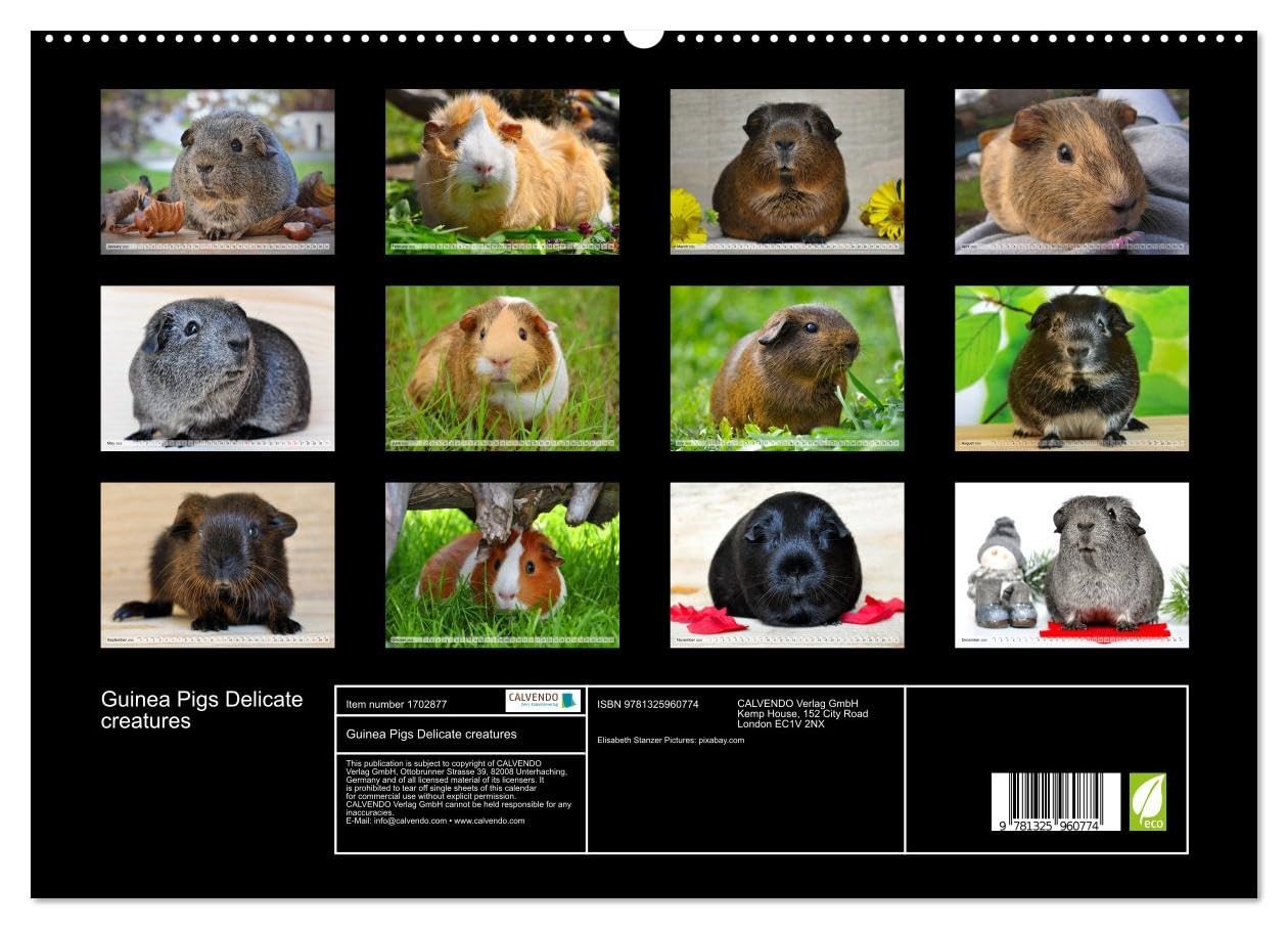 Guinea Pigs Delicate creatures (hochwertiger Premium Wandkalender 2025 DIN A2 quer), Kunstdruck in Hochglanz Books