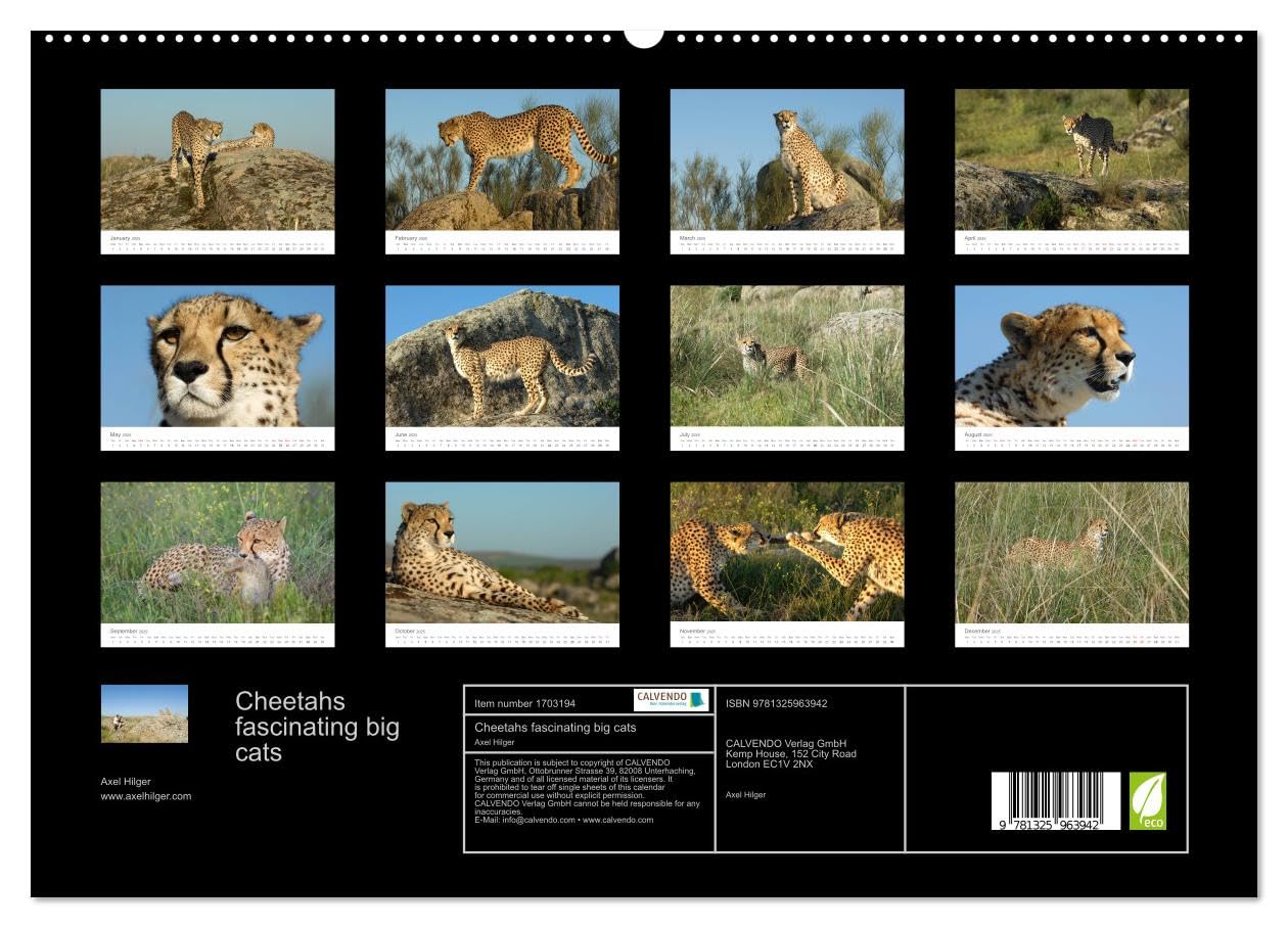 Cheetahs fascinating big cats (hochwertiger Premium Wandkalender 2025 DIN A2 quer), Kunstdruck in Hochglanz Books