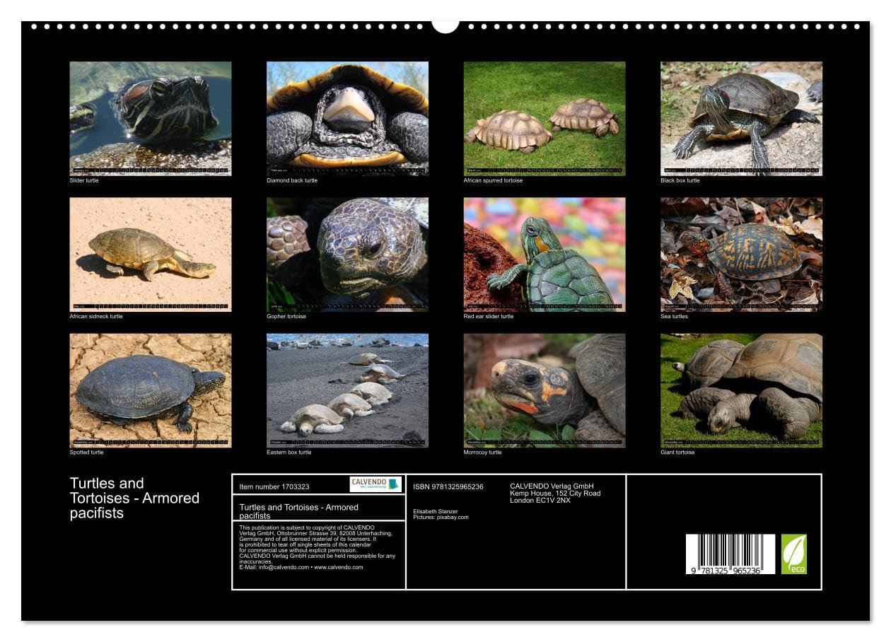 Turtles and Tortoises - Armored pacifists (hochwertiger Premium Wandkalender 2025 DIN A2 quer), Kunstdruck in Hochglanz Books
