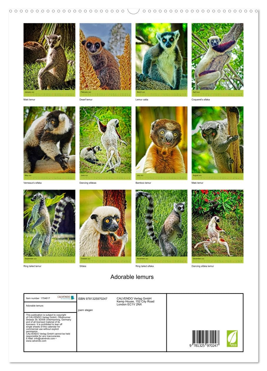 Adorable lemurs (hochwertiger Premium Wandkalender 2025 DIN A2 hoch), Kunstdruck in Hochglanz Books
