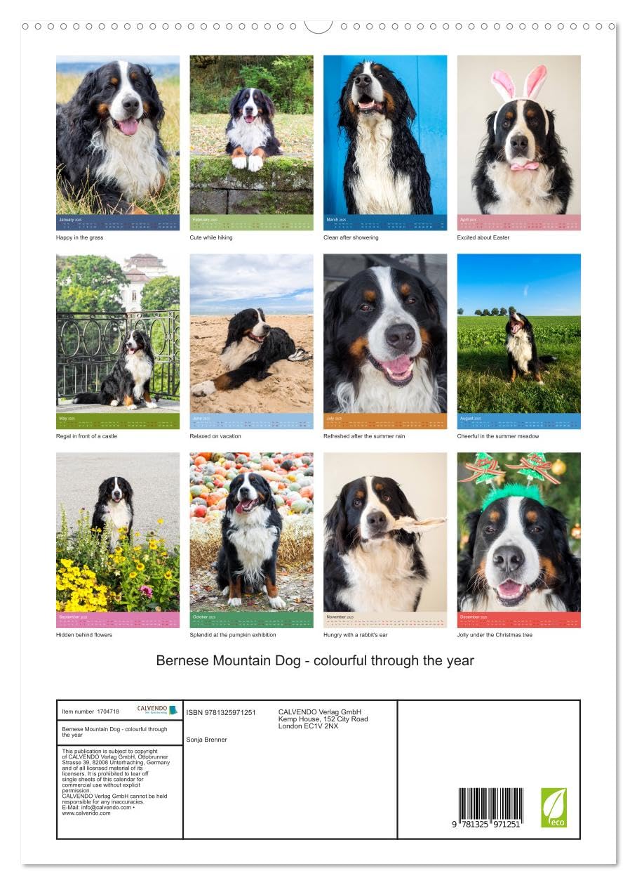 Bernese Mountain Dog - colourful through the year (hochwertiger Premium Wandkalender 2025 DIN A2 hoch), Kunstdruck in Hochglanz Books