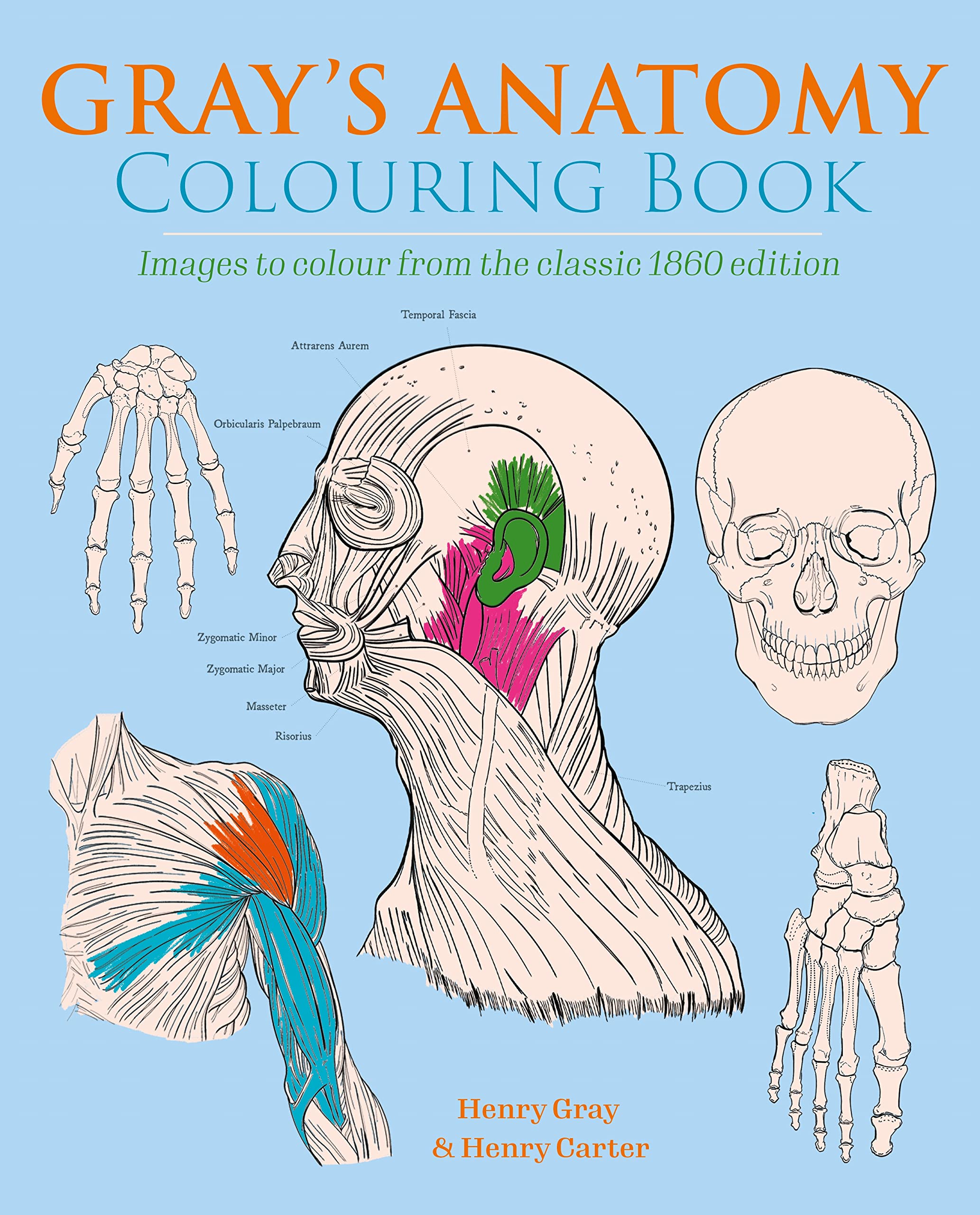 Gray's Anatomy Colouring Book: Images to Colour from the Classic 1860 Edition (Arcturus Creative Colouring) Medicine