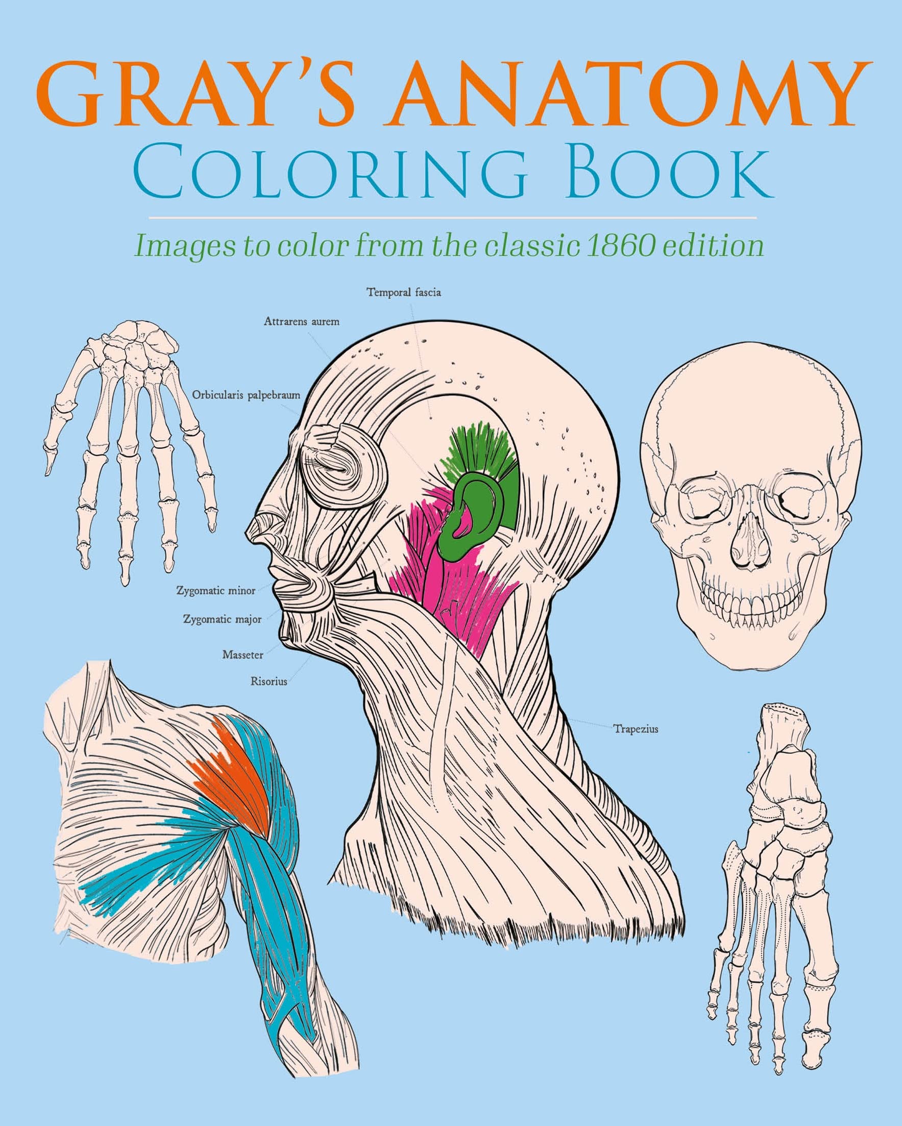 Gray's Anatomy Coloring Book Hobbies & Crafts