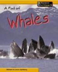 A Pod of Whales (Animal Groups) Non-fiction