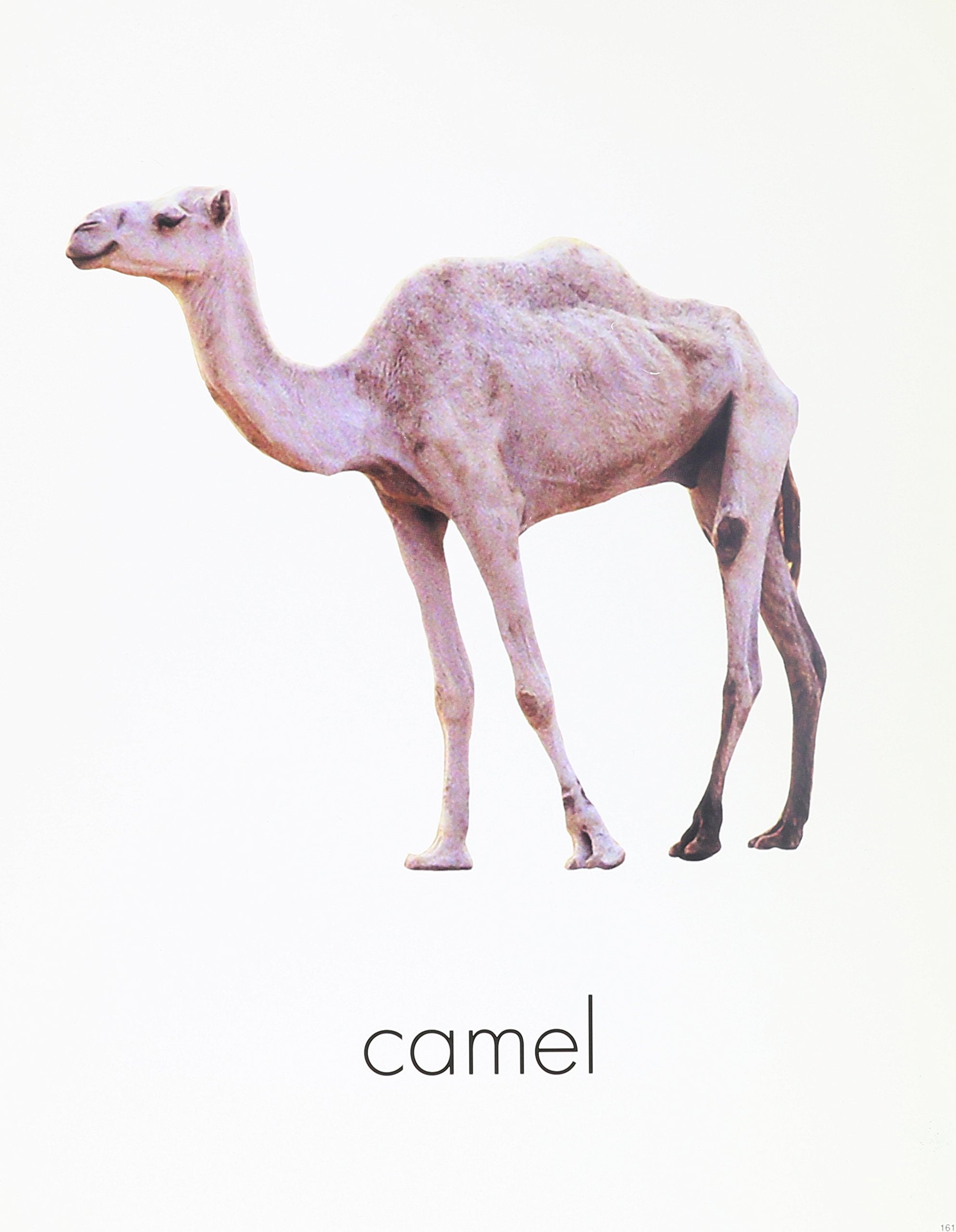 Animals-Habitats Picture Cards & Word Picture Match Cards & Memory Game Cards (Journeys (Rosen)) Business & Technology