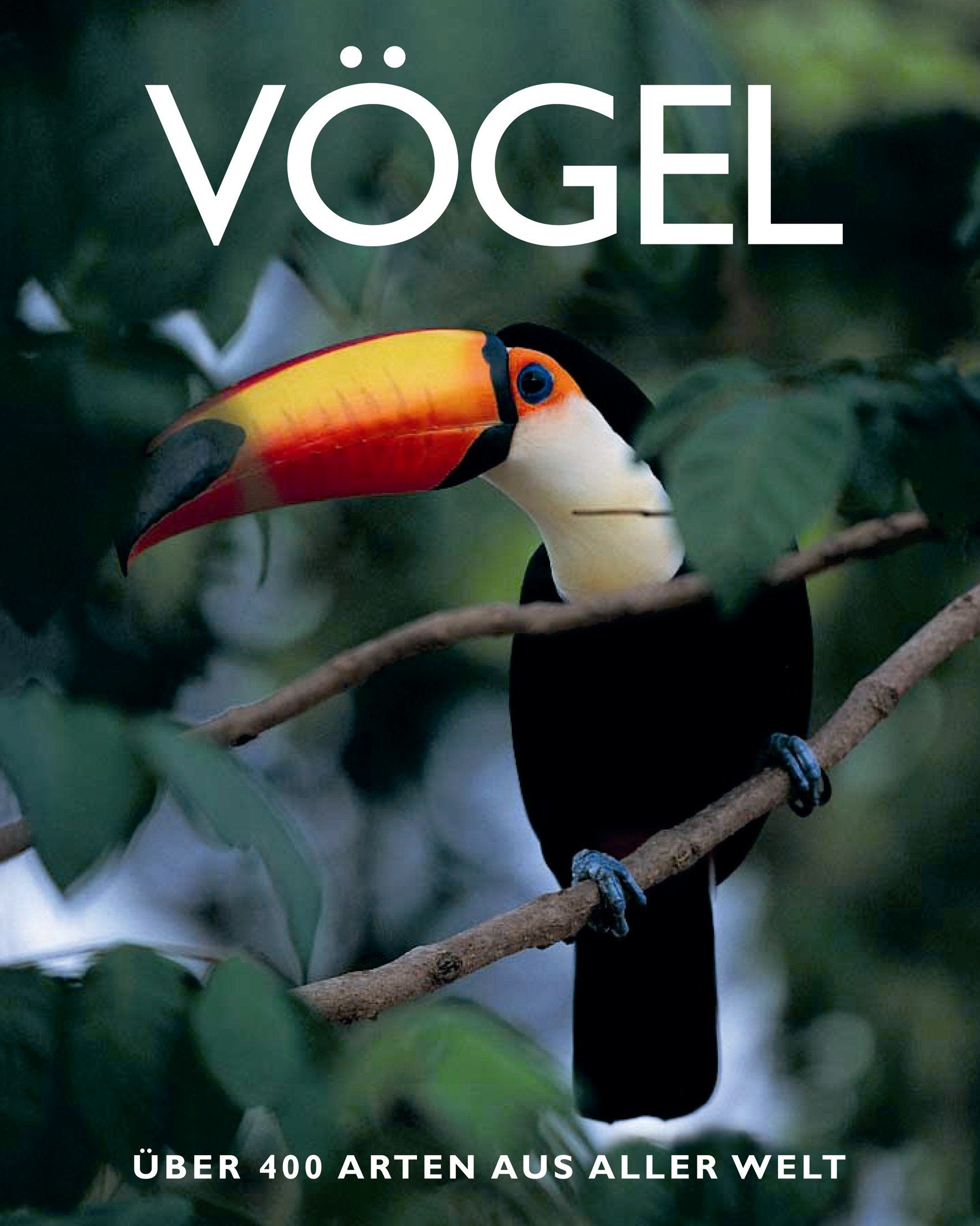 Vögel Learning & Reference