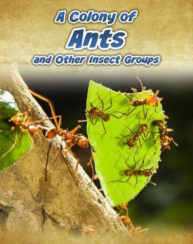 A Colony of Ants: and Other Insect Groups (Animals in Groups) Non-fiction