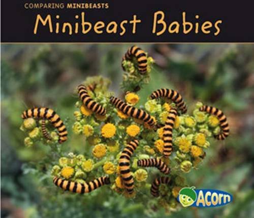 Minibeast Babies (Comparing Minibeasts) Non-fiction