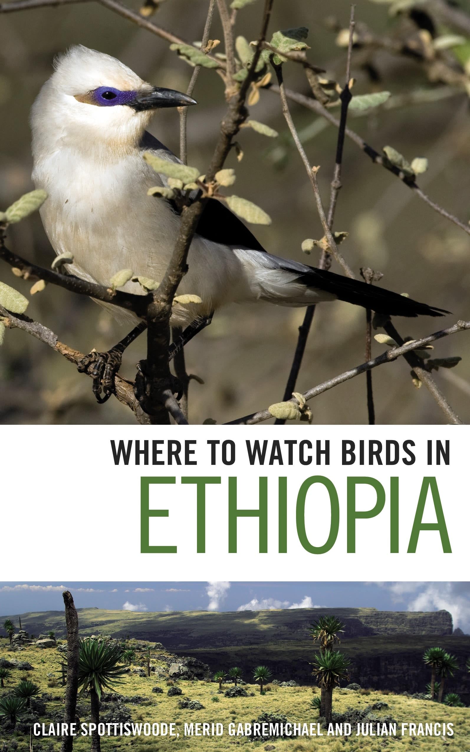 Where to Watch Birds in Ethiopia Leisure, Home & Garden