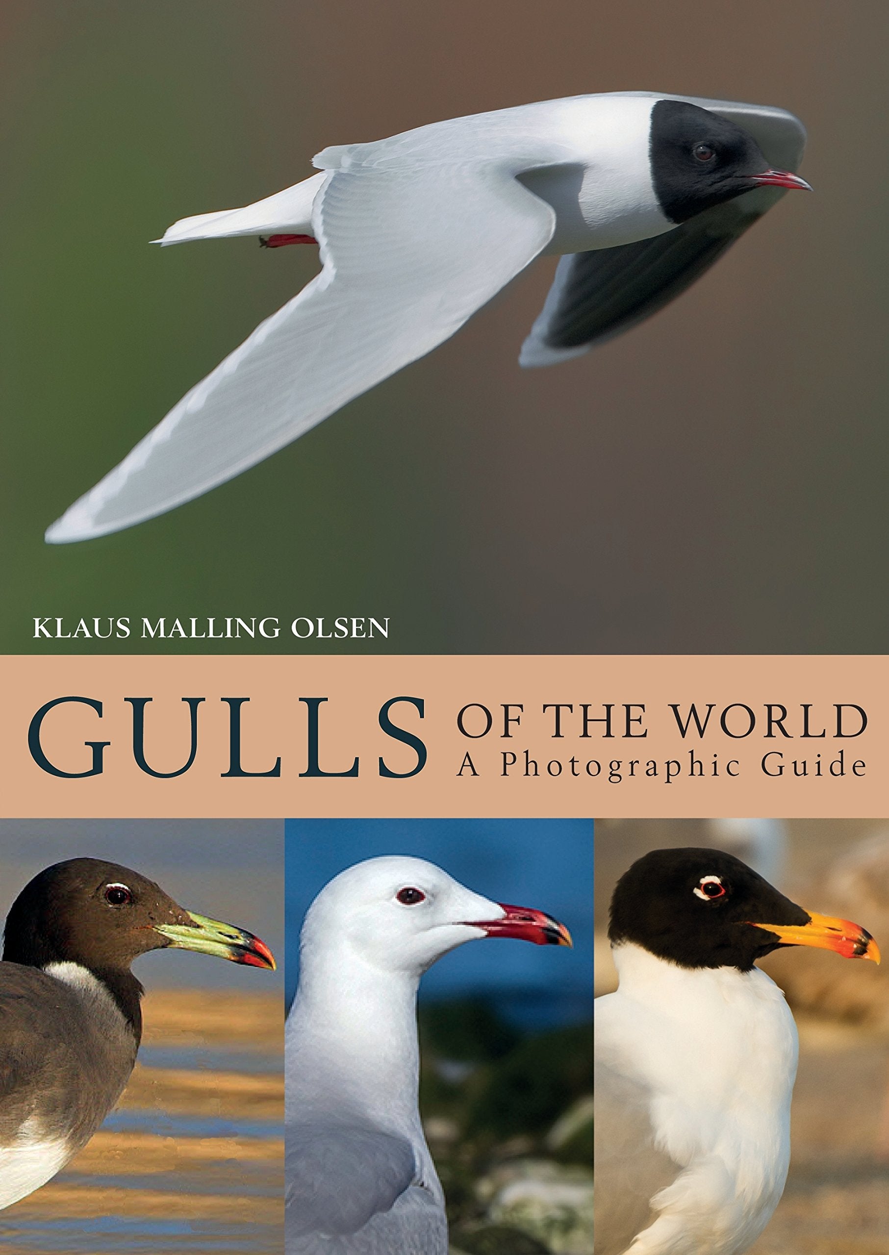 Gulls of the World: A Photographic Guide Mathematics