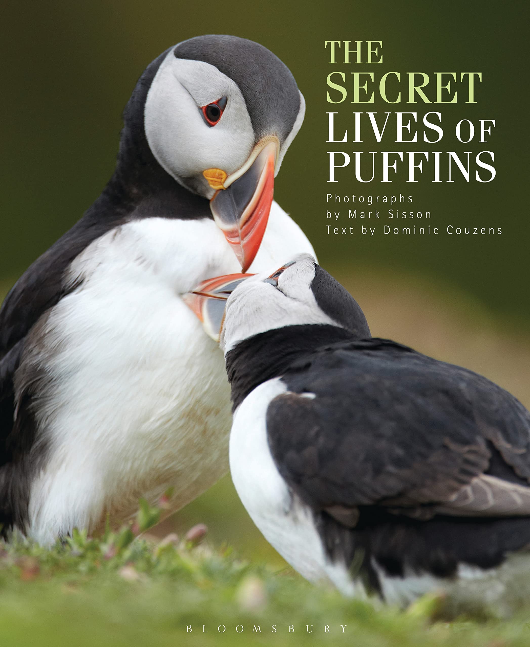 The Secret Lives of Puffins Leisure, Home & Garden