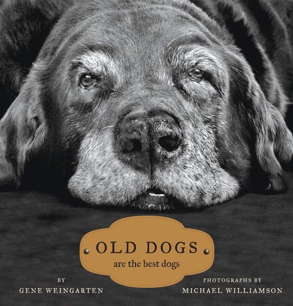 Old Dogs: Are the Best Dogs Nature & Animals