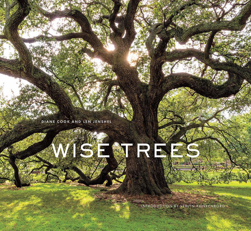 Wise Trees Photography