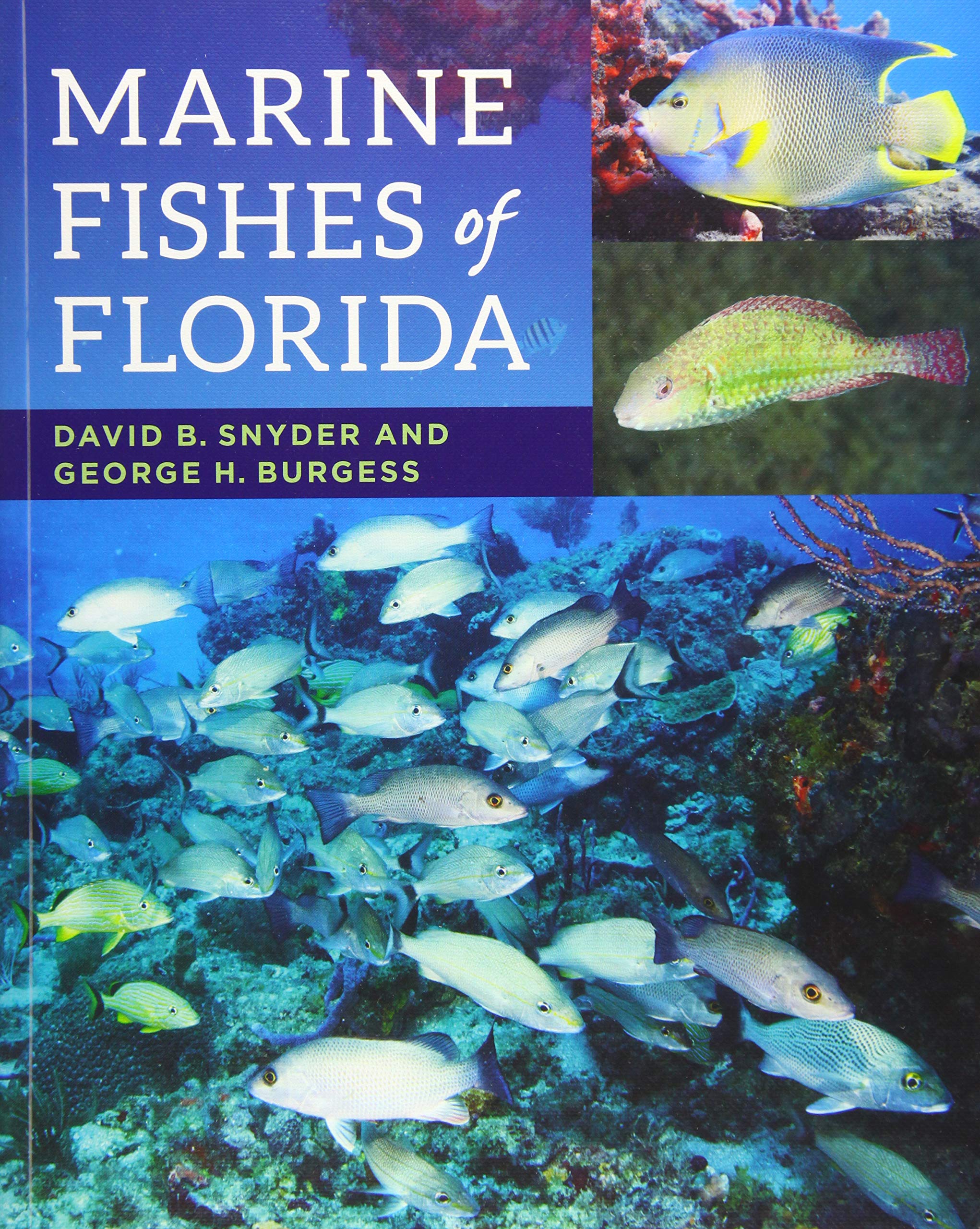 Marine Fishes of Florida Mathematics