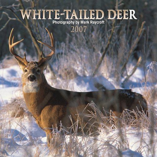 White-tailed Deer 2007 Calendar Books