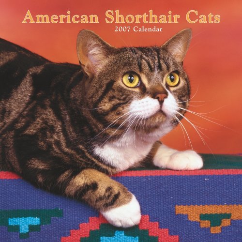 American Shorthair Cats 2007 Calendar Books