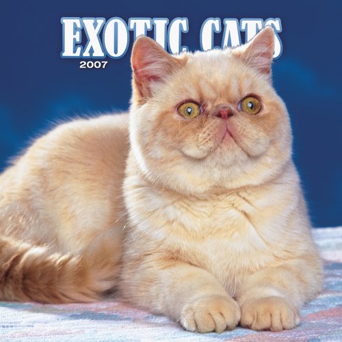 Exotic Cats 2007 Calendar Books