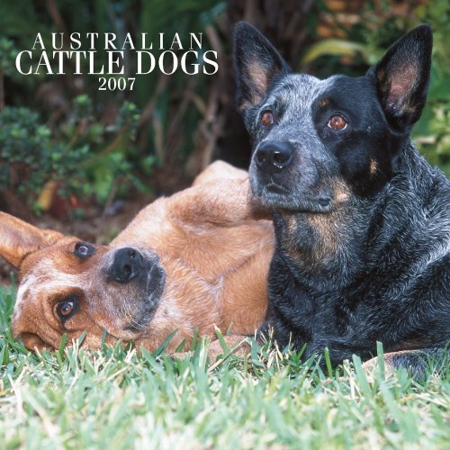 Australian Cattle Dogs 2007 Calendar Books