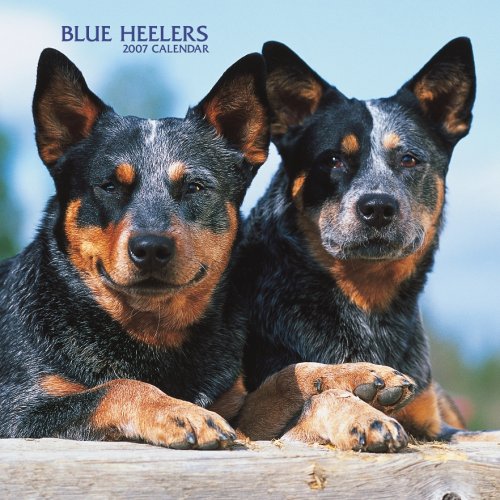 Blue Heelers 2007 Calendar Books