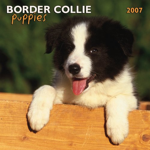 Border Collie Puppies 2007 Calendar Books